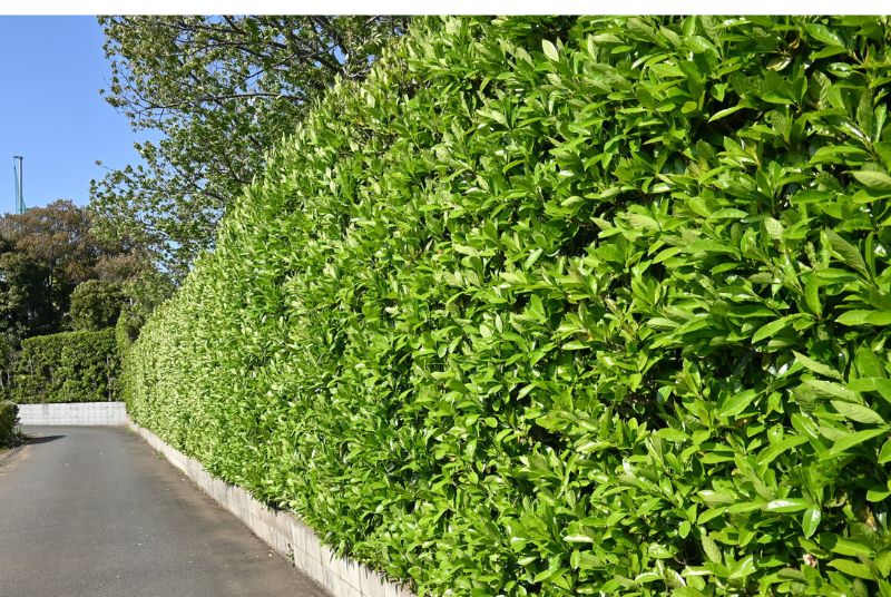 hedge trimming and shaping