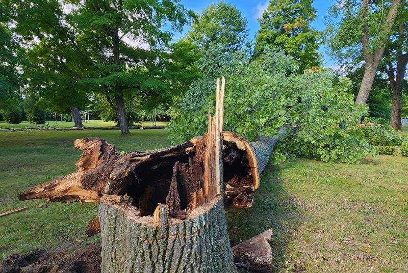 tree and debris clean up