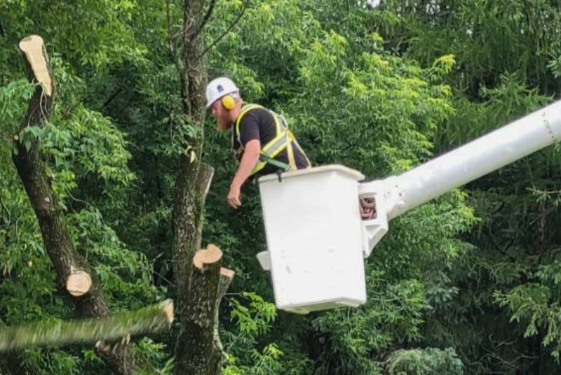 tree removal matt in bucket
