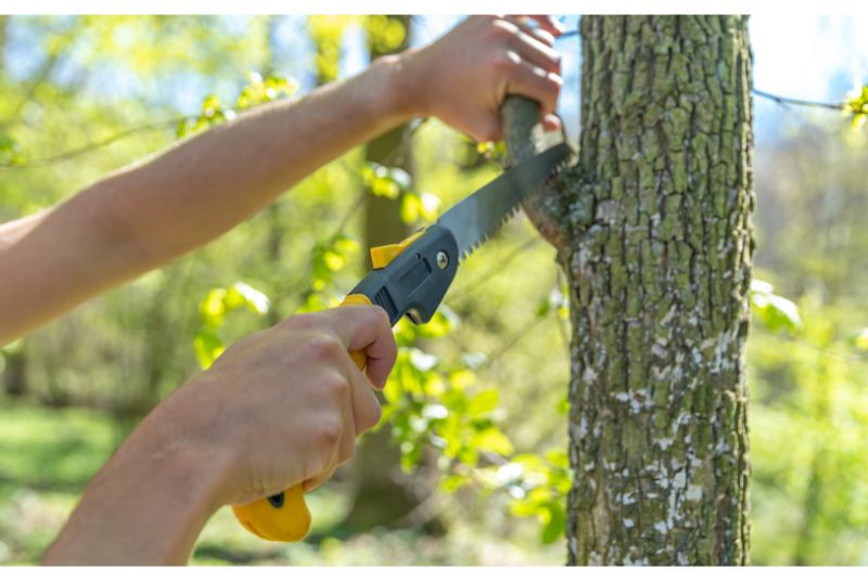 tree trimming and pruning