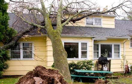 emergency tree services