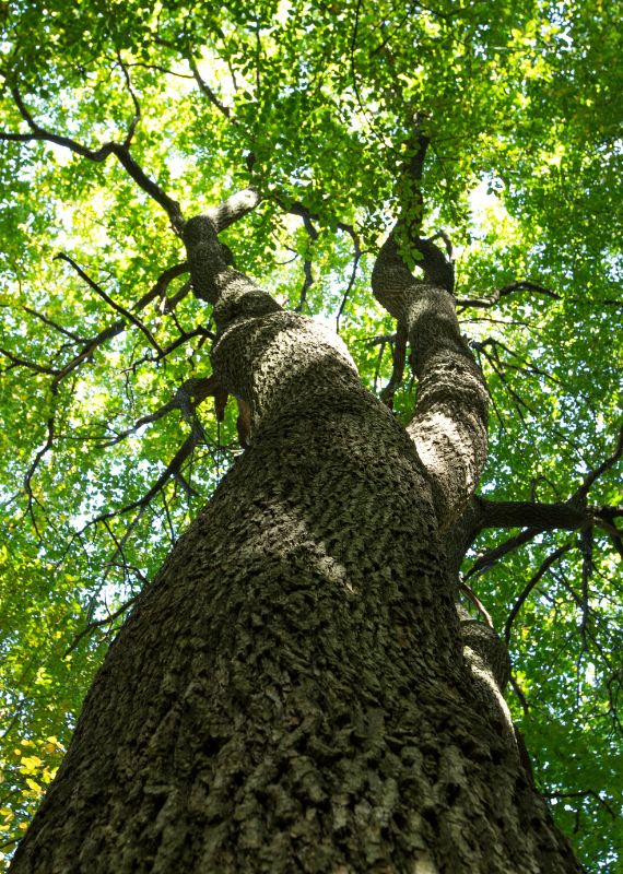 tall healthy tree