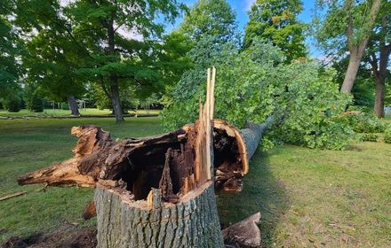tree debris cleanup st marie
