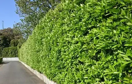 hedge trimming and pruning
