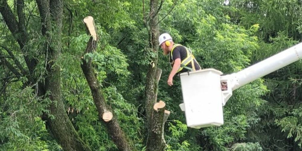 ISA Certified Arborist working on tree removal
