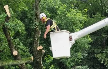 Matt doing tree removal service in bucket