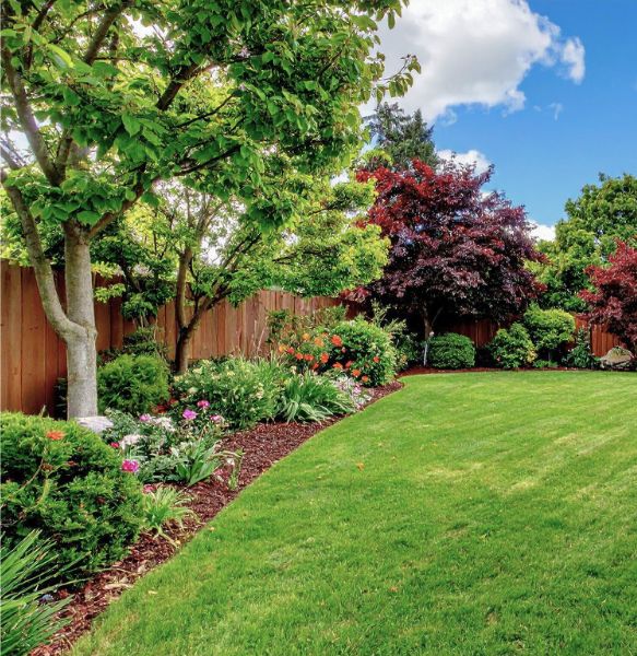 Pruned and trimmed trees in backyard