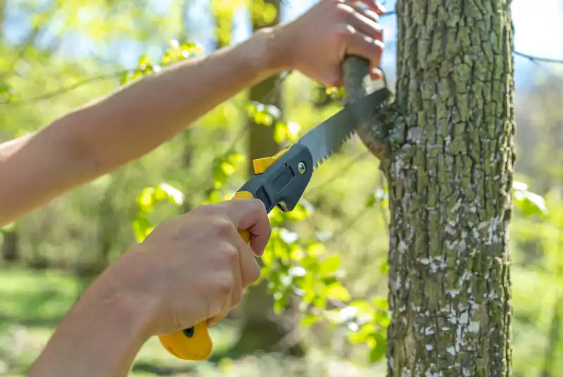 tree trimming and pruning
